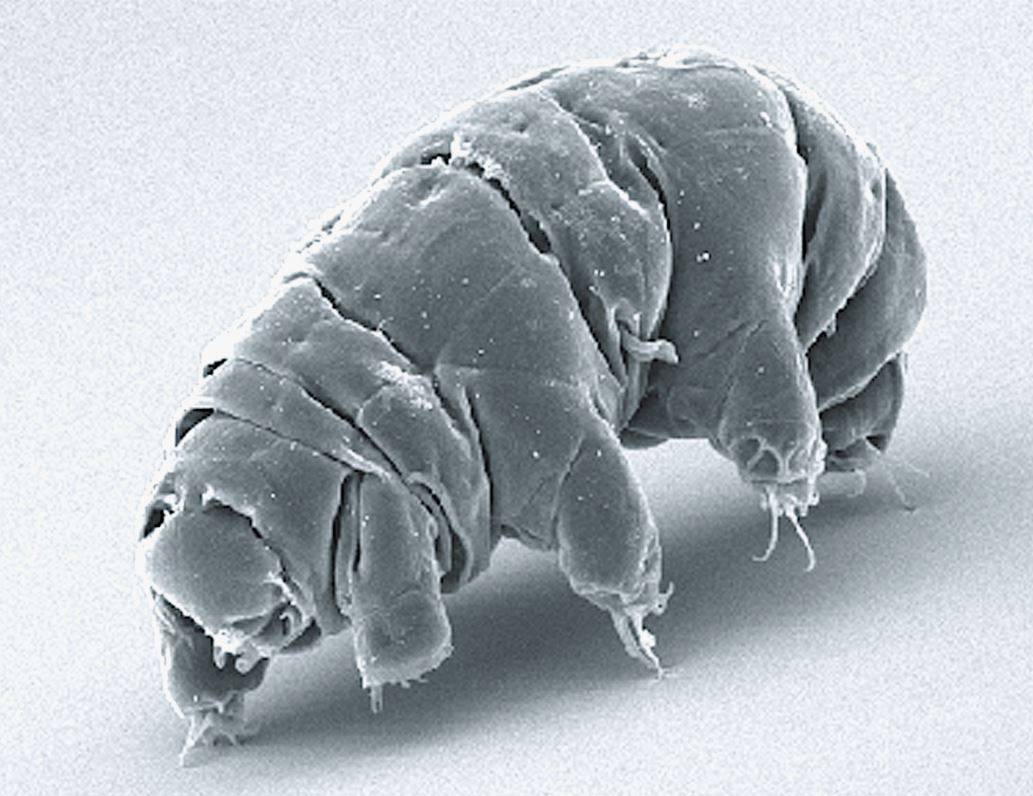 Tardigrad nedir? 5